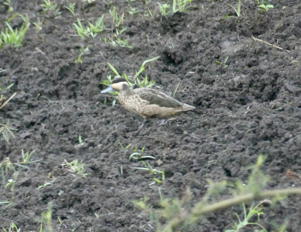 Blue-billed Teal - ML646419828