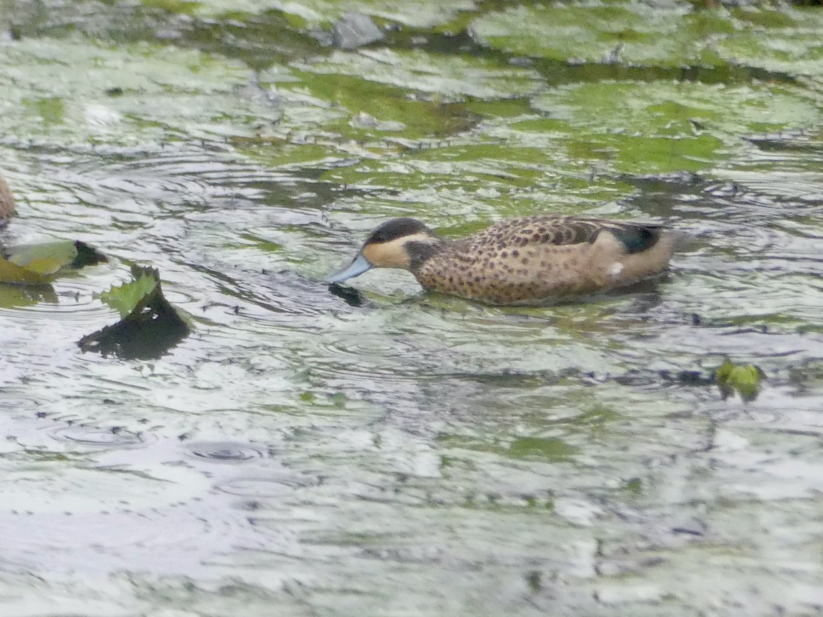 Blue-billed Teal - ML646419829