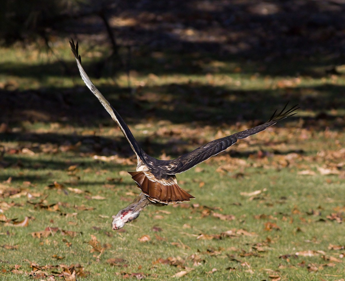Краснохвостый канюк - ML646419832