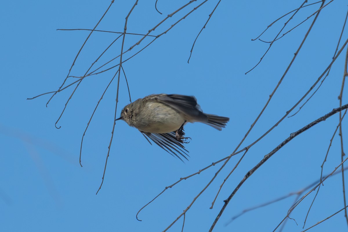 Ruby-crowned Kinglet - ML646419833