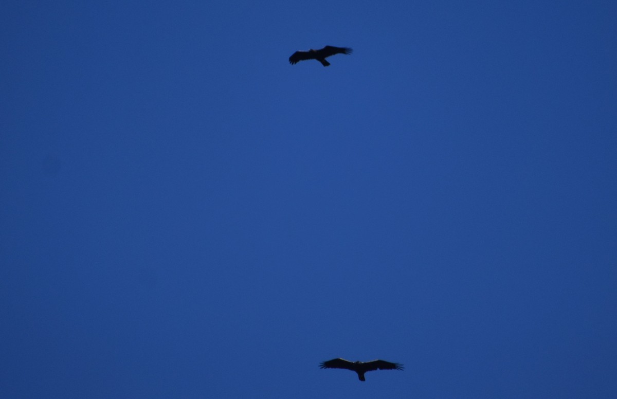 Spanish Eagle - ML646419834