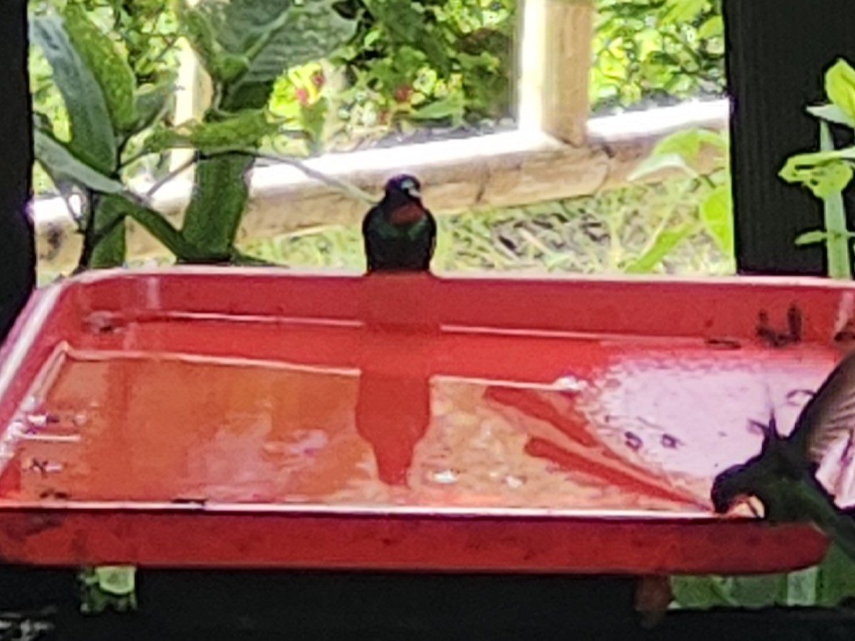 トルマリンテンシハチドリ - ML646419835