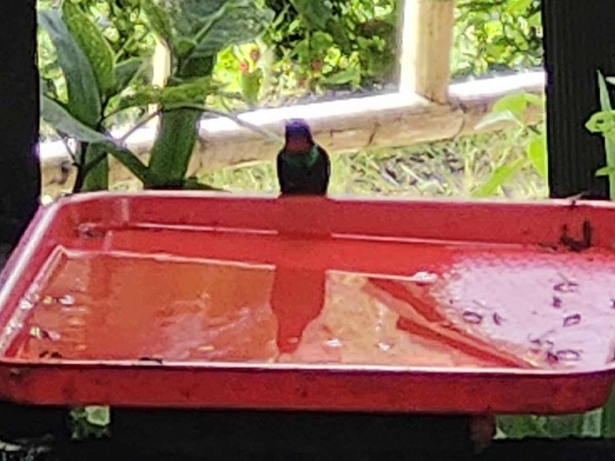 トルマリンテンシハチドリ - ML646419836