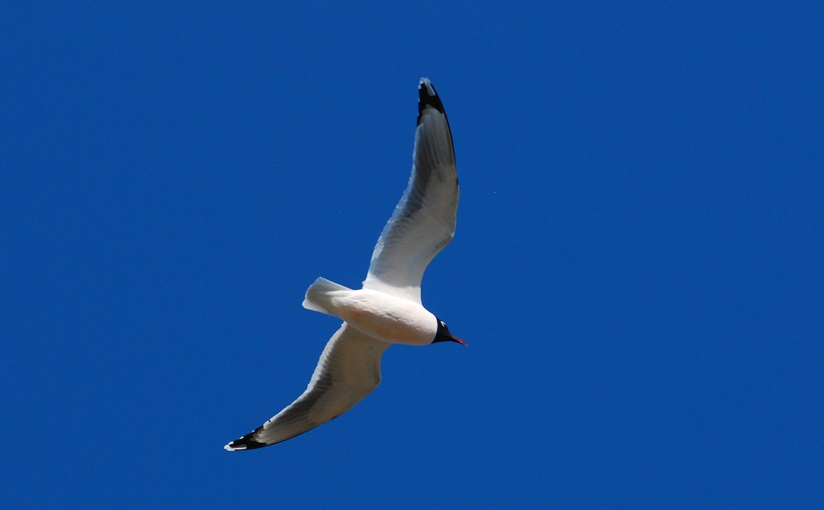 Gaviota Pipizcan - ML646419837