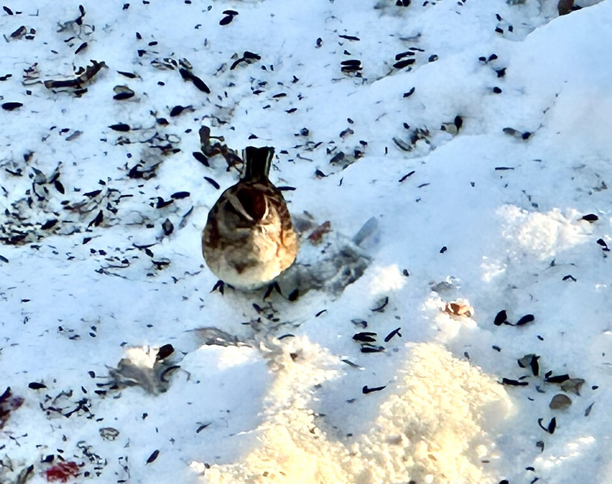 Пасовник північний - ML646419839