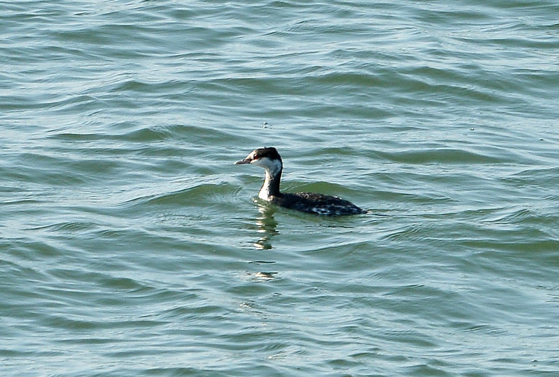 角鸊鷉 - ML646419841