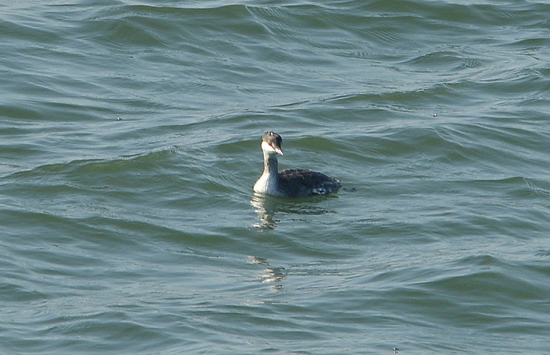 角鸊鷉 - ML646419842