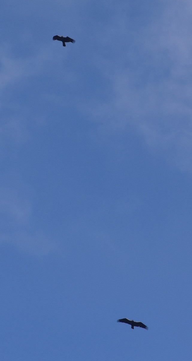 Spanish Eagle - ML646419843