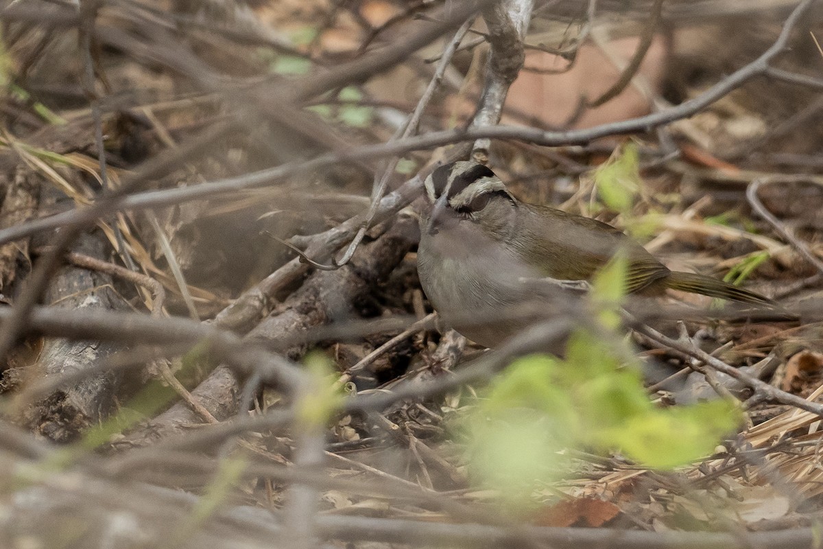 Tocuyo Sparrow - ML646419844