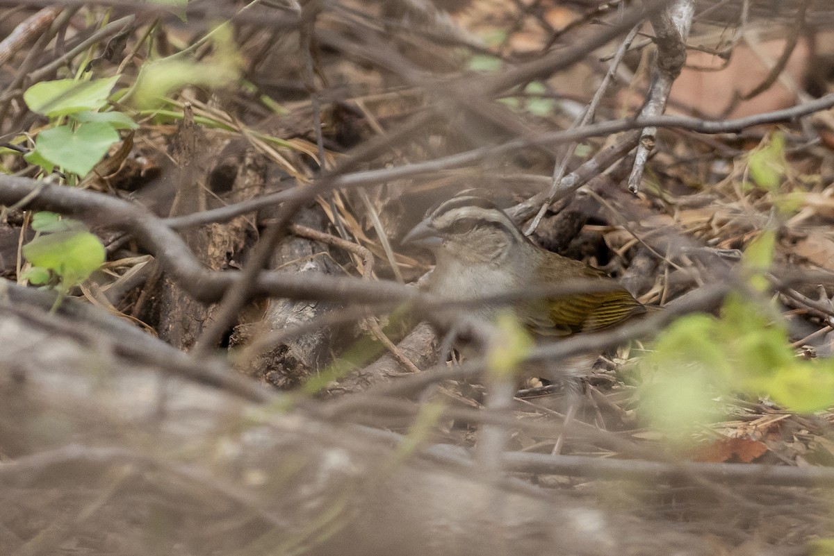 Tocuyo Sparrow - ML646419845