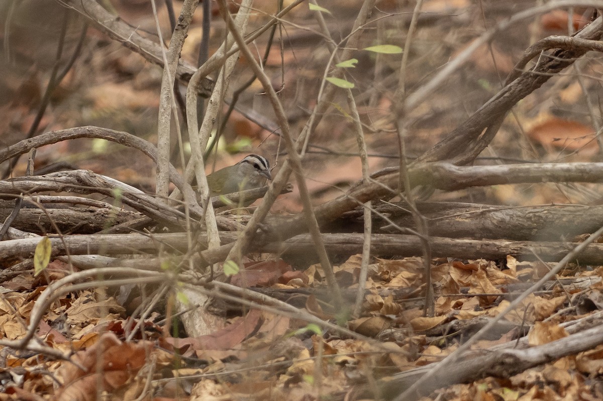 Tohi de Tocuyo - ML646419846