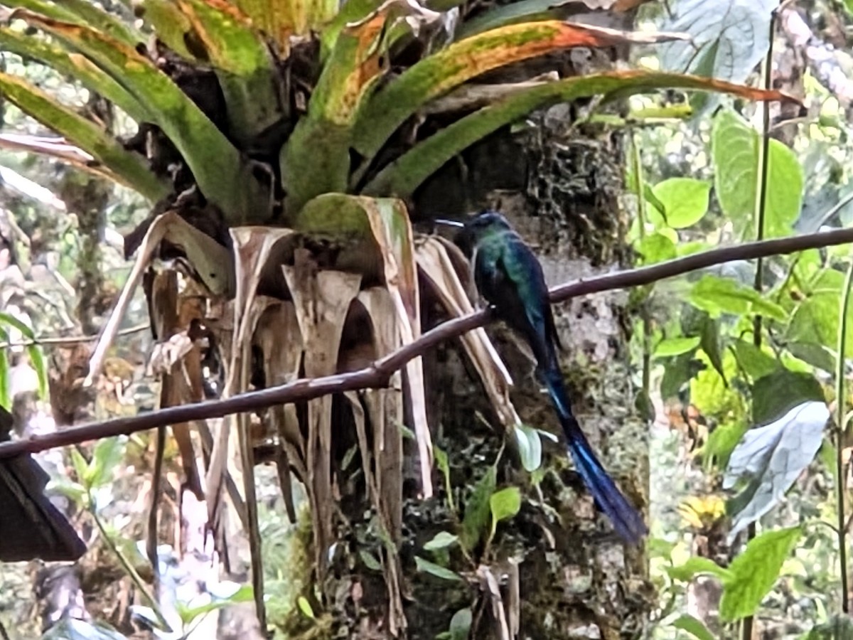 アオフタオハチドリ - ML646419847