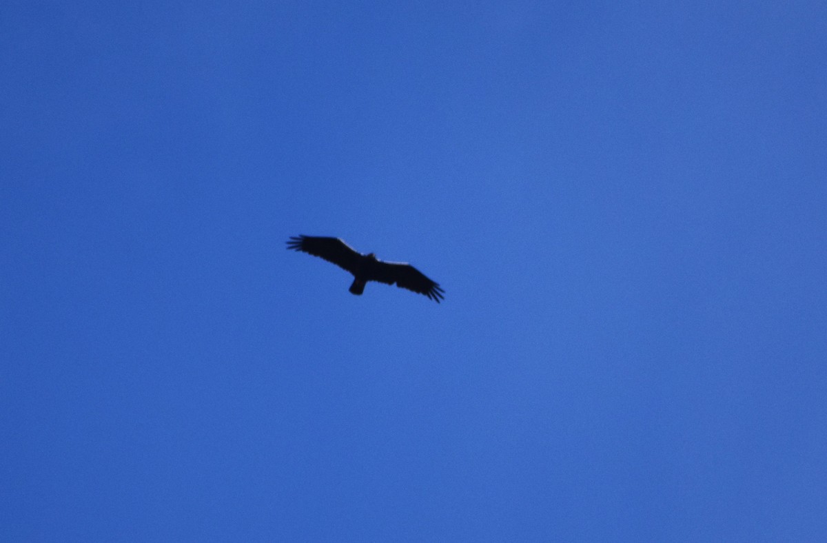 Spanish Eagle - ML646419848