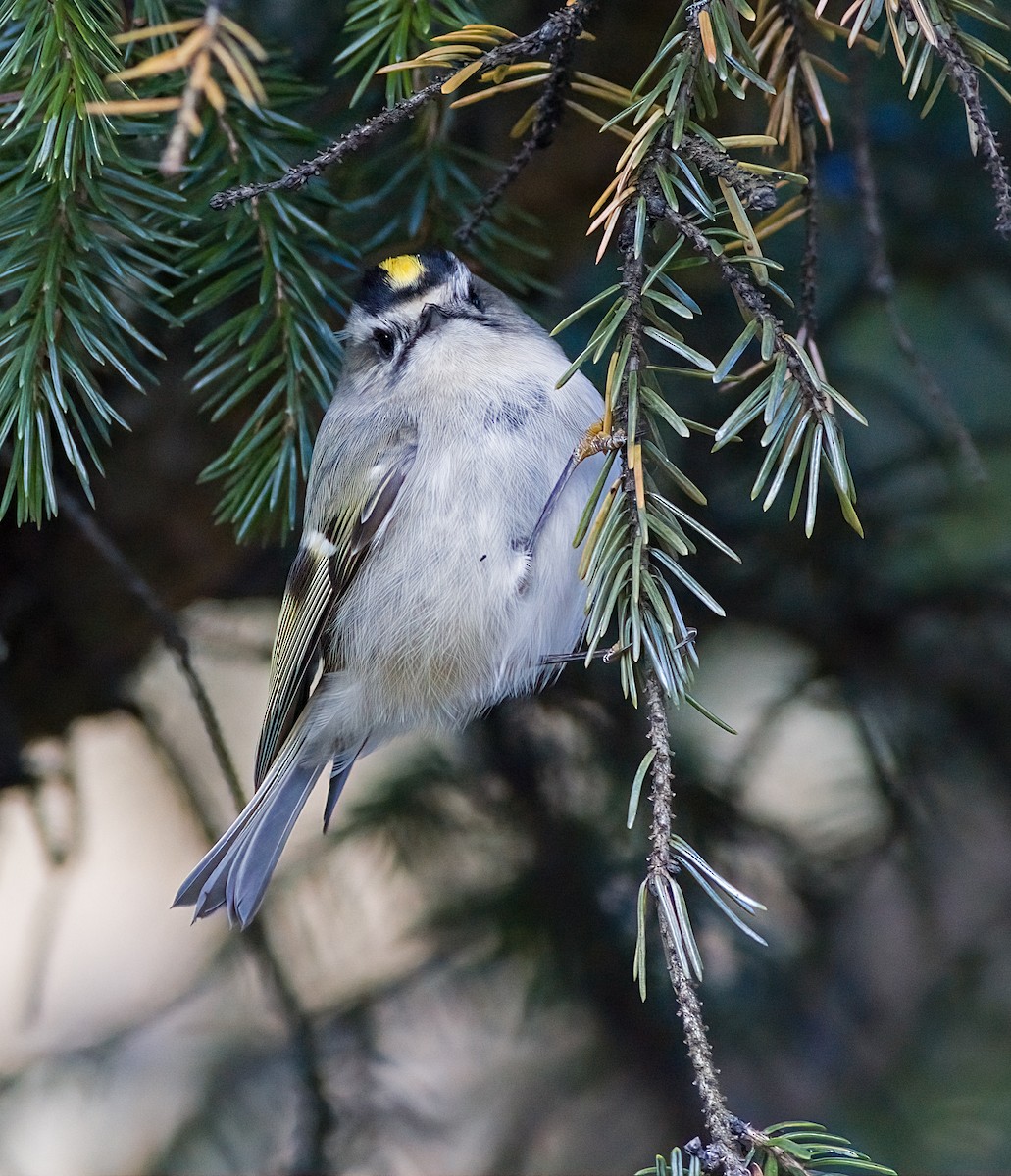Erregetxo amerikarra - ML646419851
