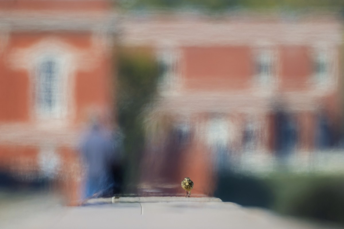 American Pipit - ML646419852