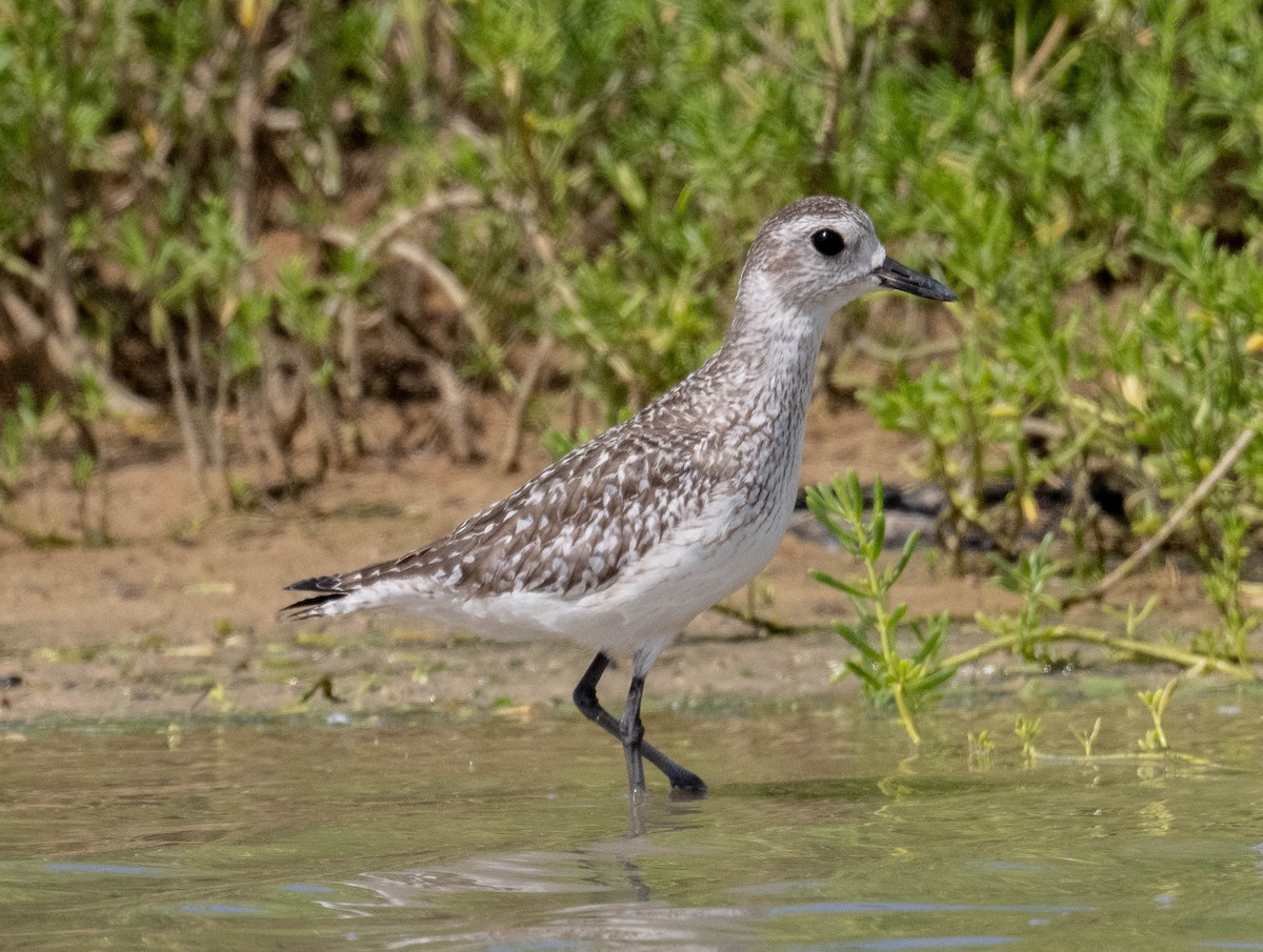 Black-bellied Plover - ML646419853