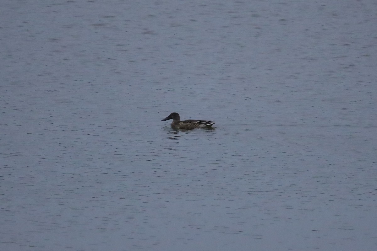 lžičák pestrý - ML646419854