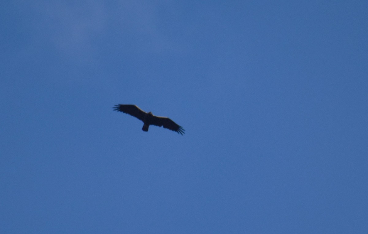 Spanish Eagle - ML646419855