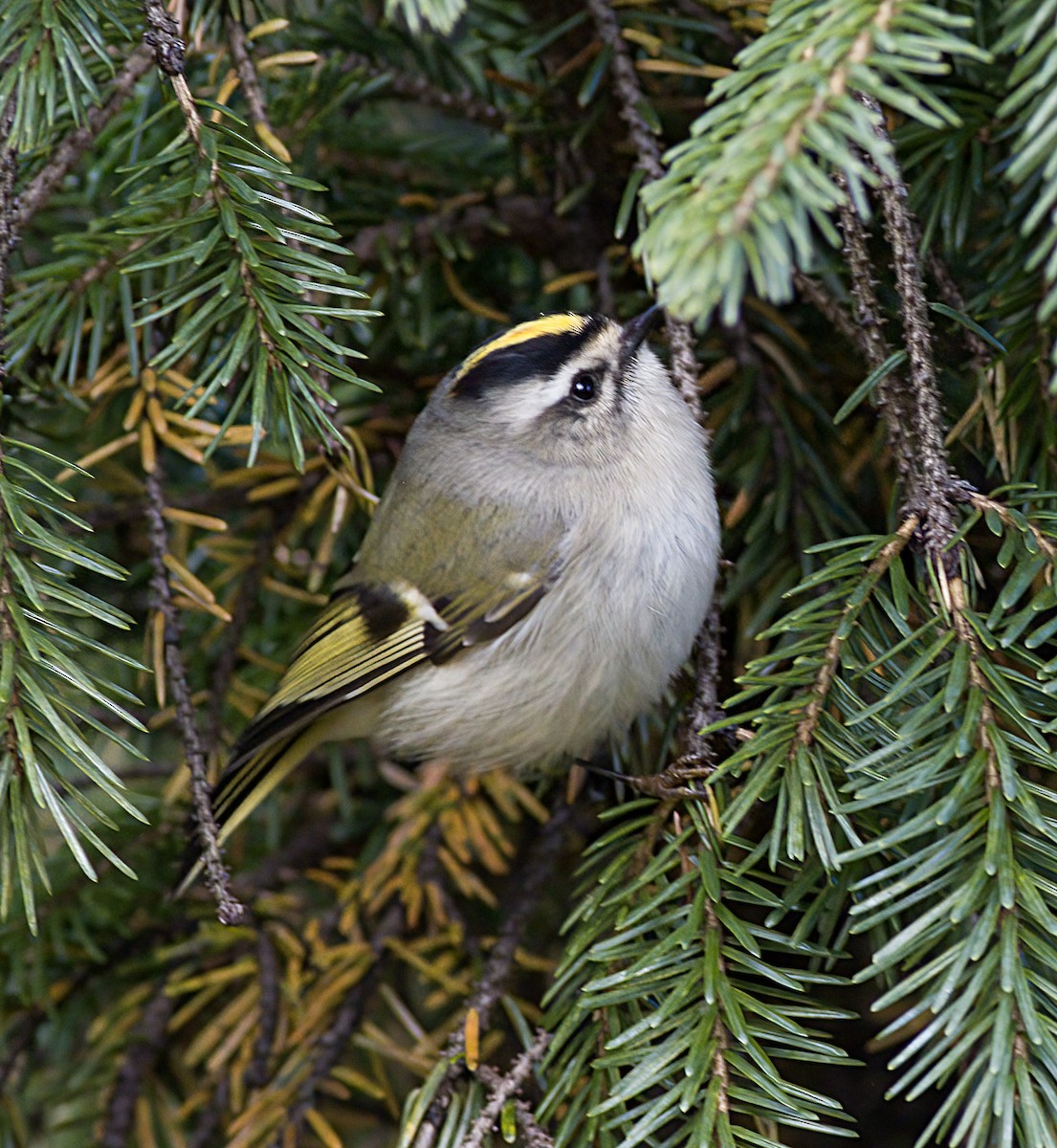 Erregetxo amerikarra - ML646419856