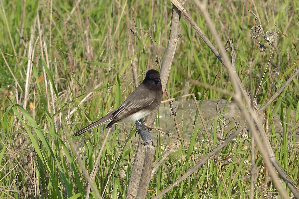 Mosquero Negro - ML646419858