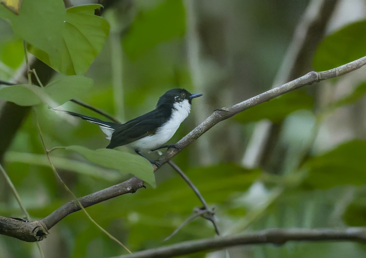 Monarca de Isla Boano - ML646419859