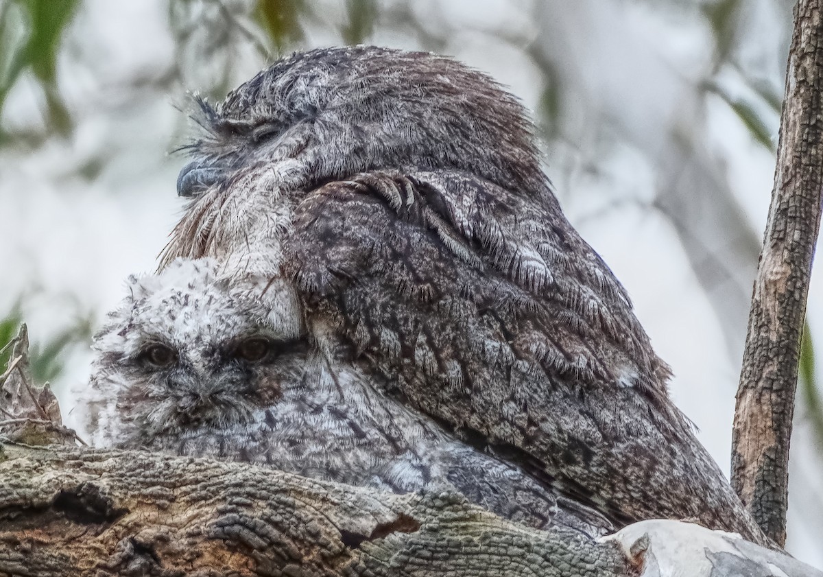 Podargo Australiano - ML646419860