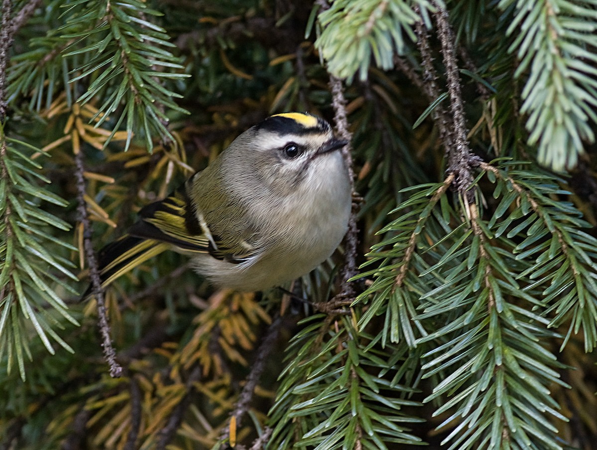 Reyezuelo Sátrapa - ML646419862