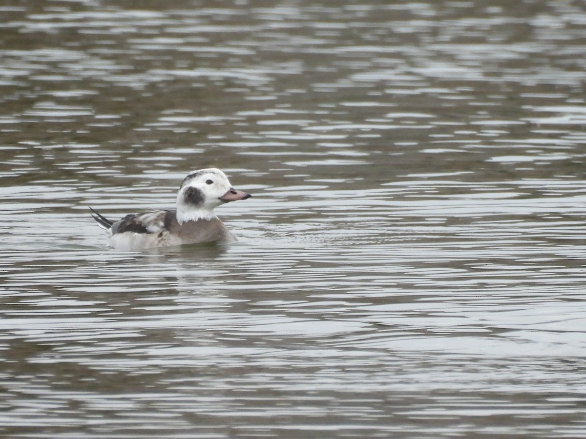 Long-tailed Duck - ML646419864