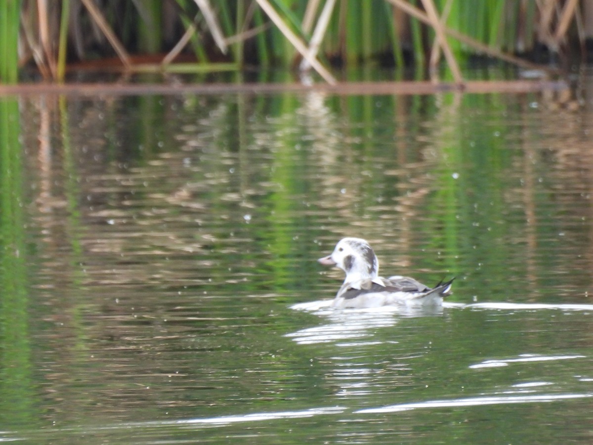 Long-tailed Duck - ML646419865