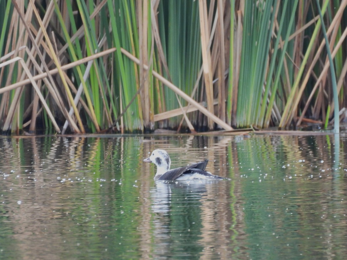 Long-tailed Duck - ML646419866