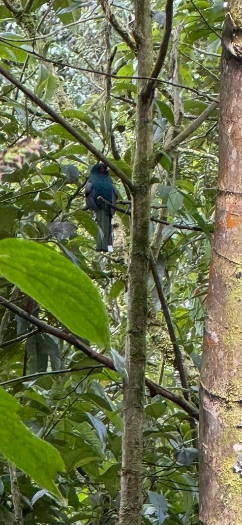 Trogón Enmascarado - ML646419867