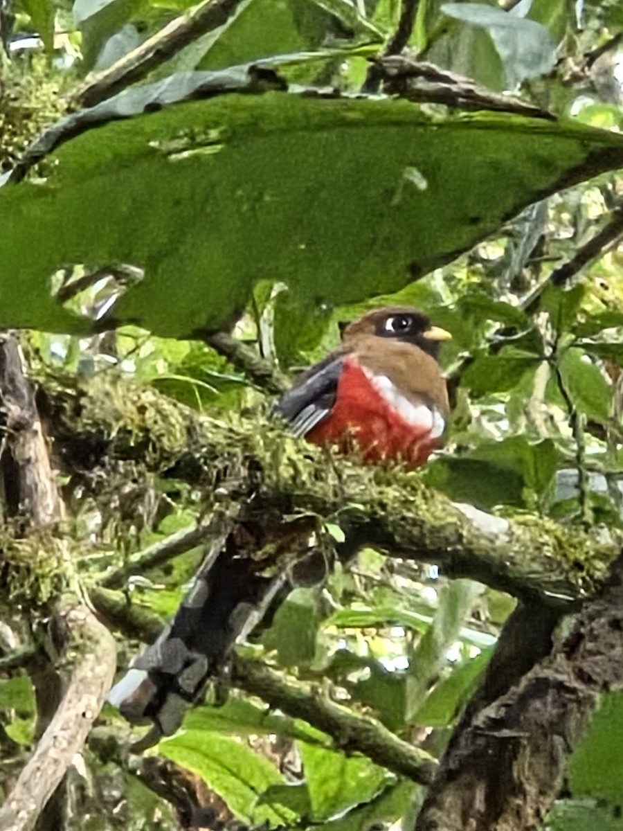 Trogón Enmascarado - ML646419868