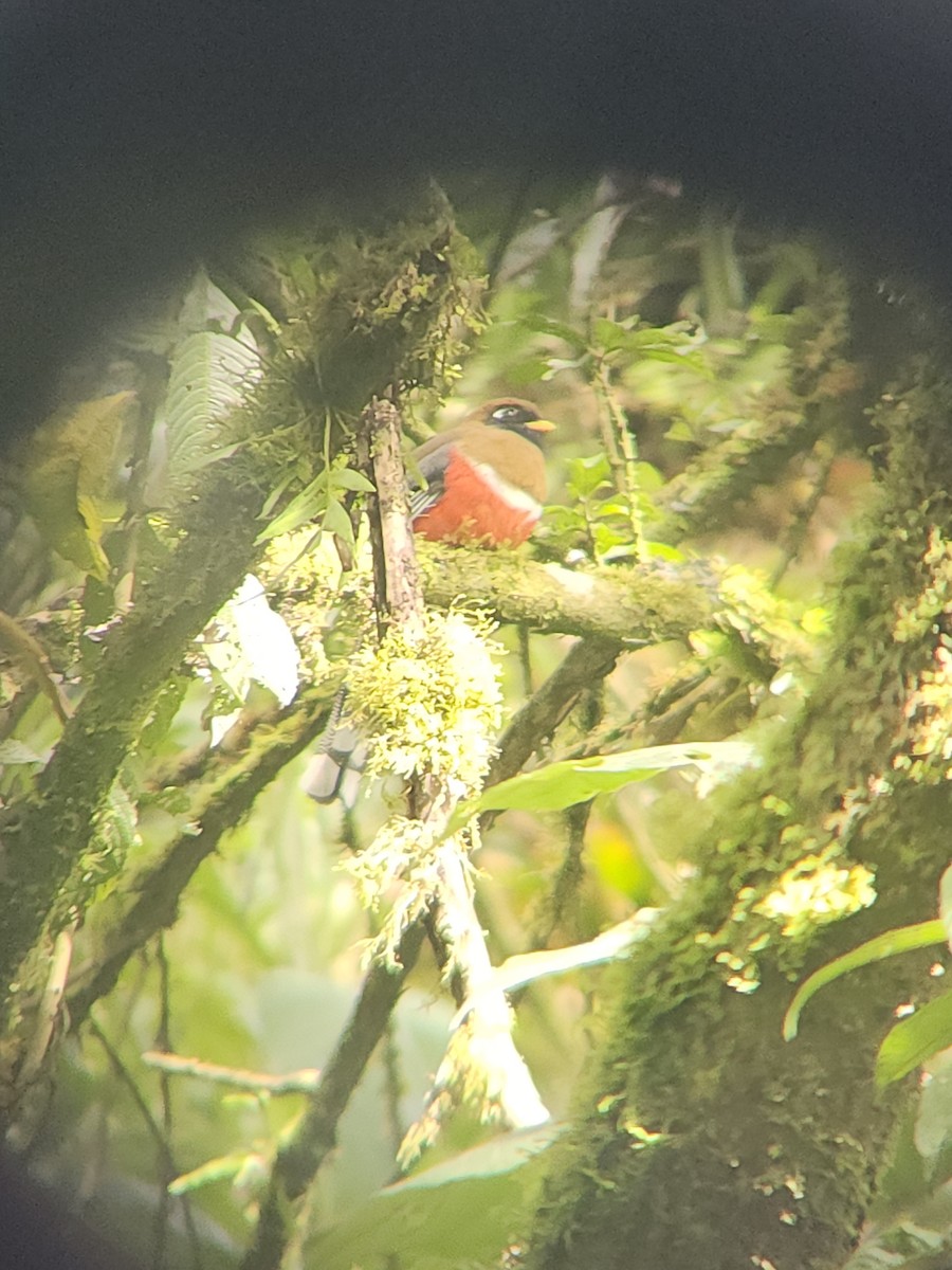 Trogón Enmascarado - ML646419869