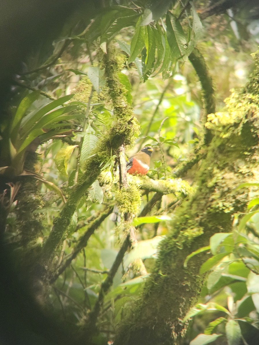 Trogón Enmascarado - ML646419870