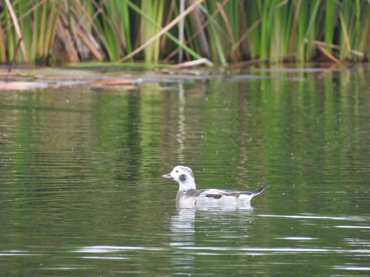 Long-tailed Duck - ML646419871