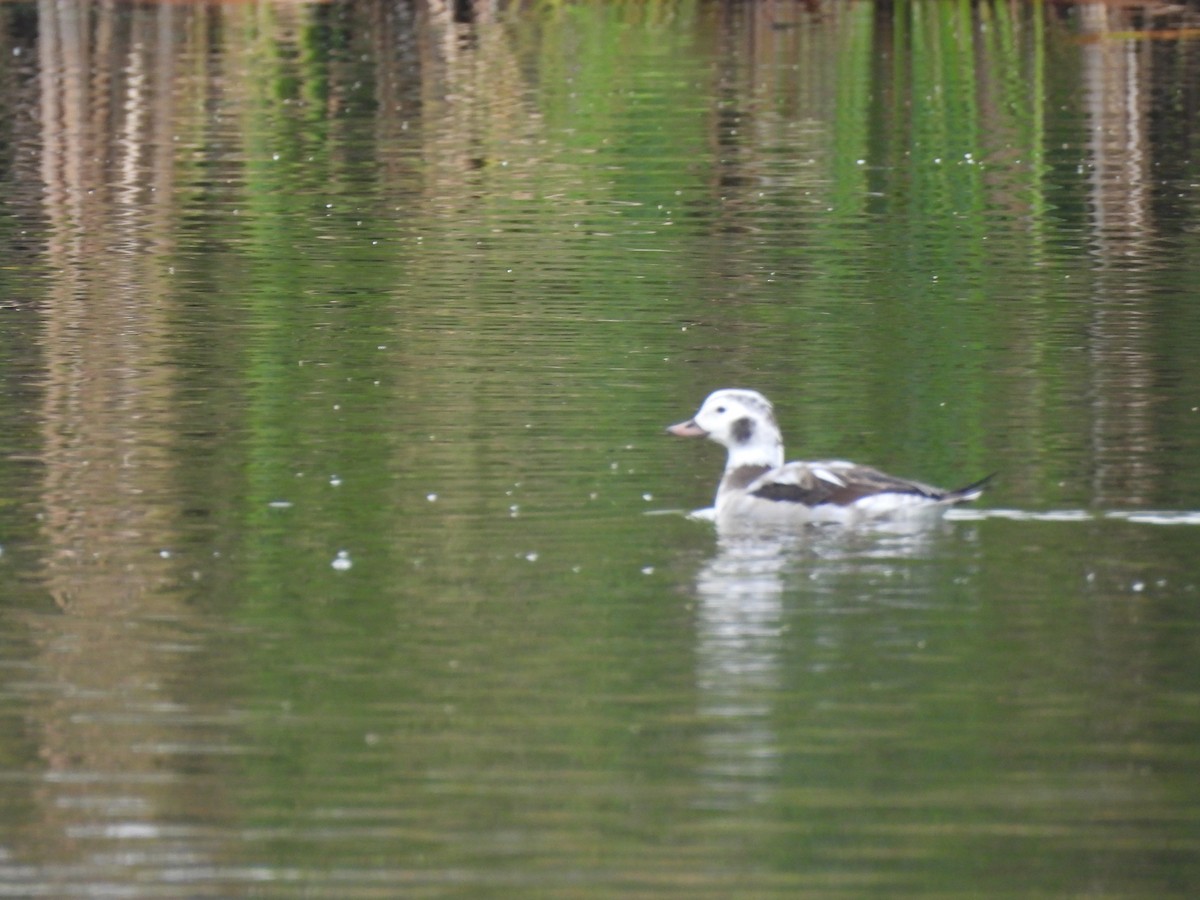 Long-tailed Duck - ML646419872