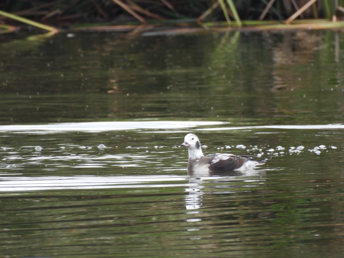 Long-tailed Duck - ML646419873
