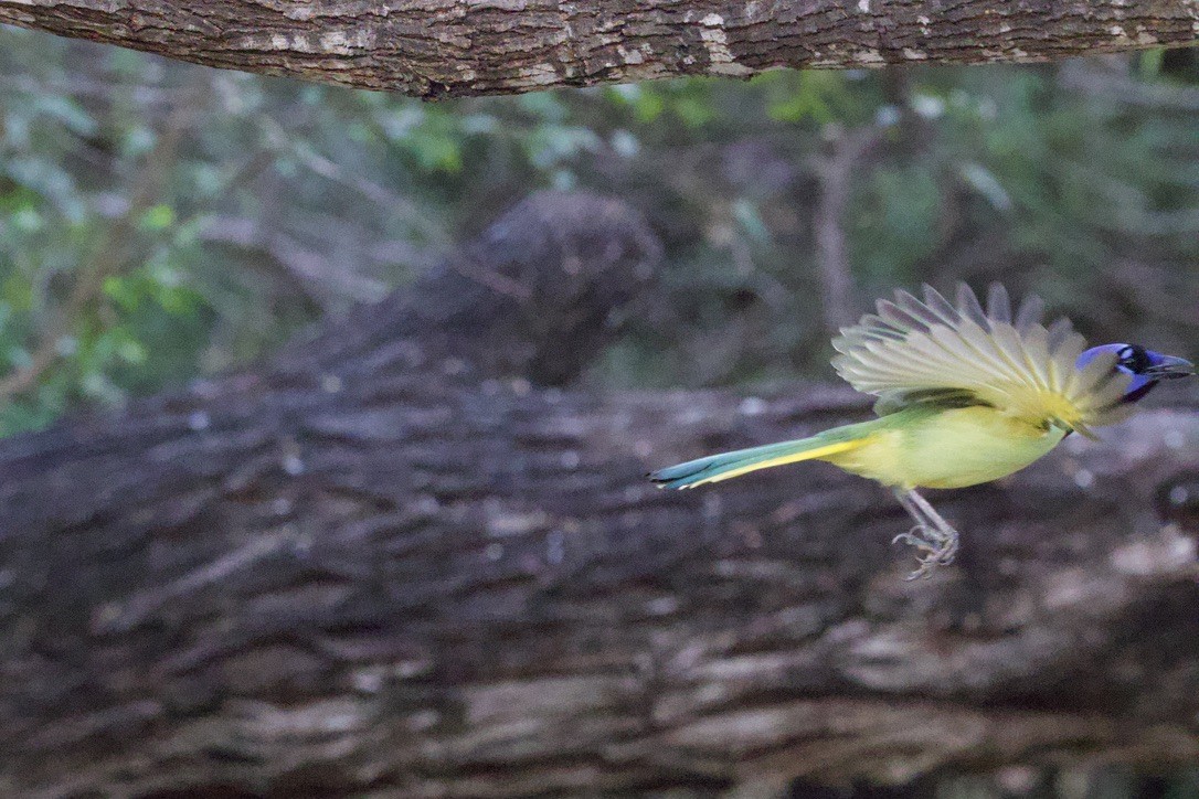 Chara Verde - ML646419874