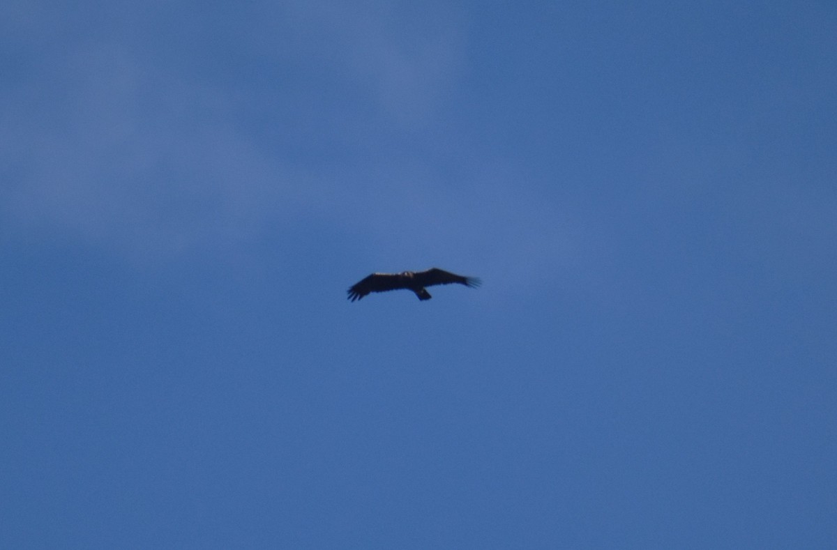 Águila Imperial Ibérica - ML646419875