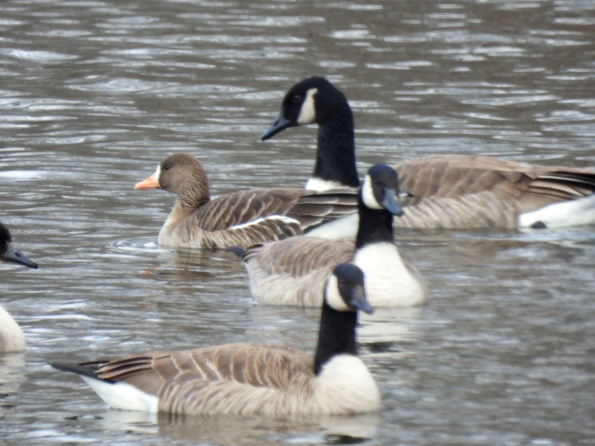Ánsar Careto - ML646419878