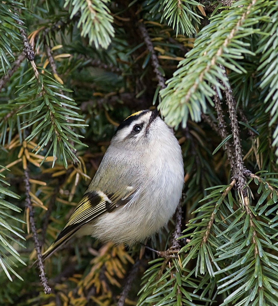Reyezuelo Sátrapa - ML646419879