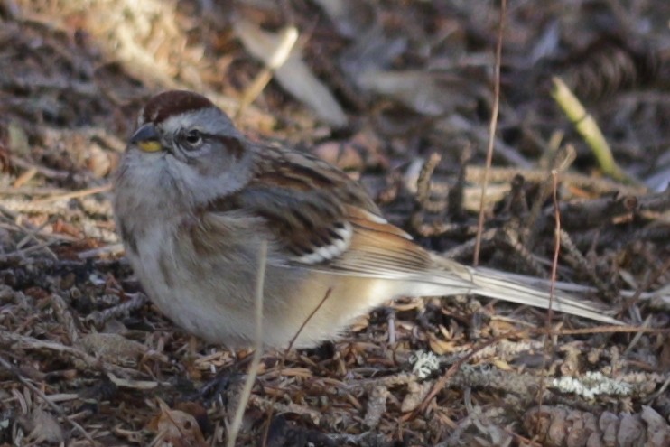 Chingolo Arbóreo - ML646419881