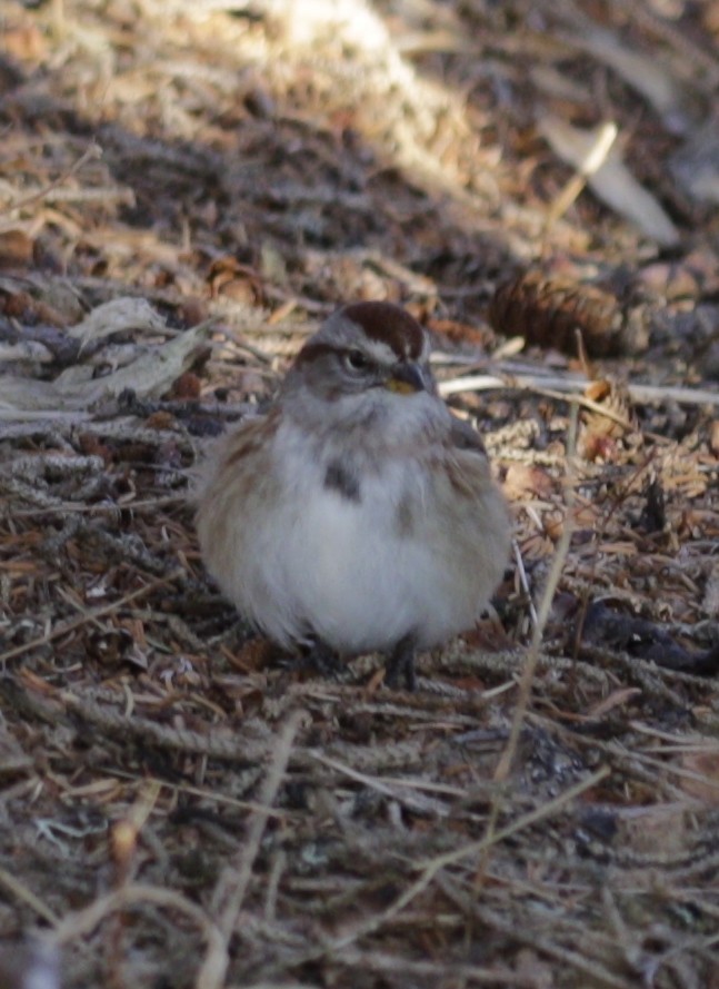 Chingolo Arbóreo - ML646419882