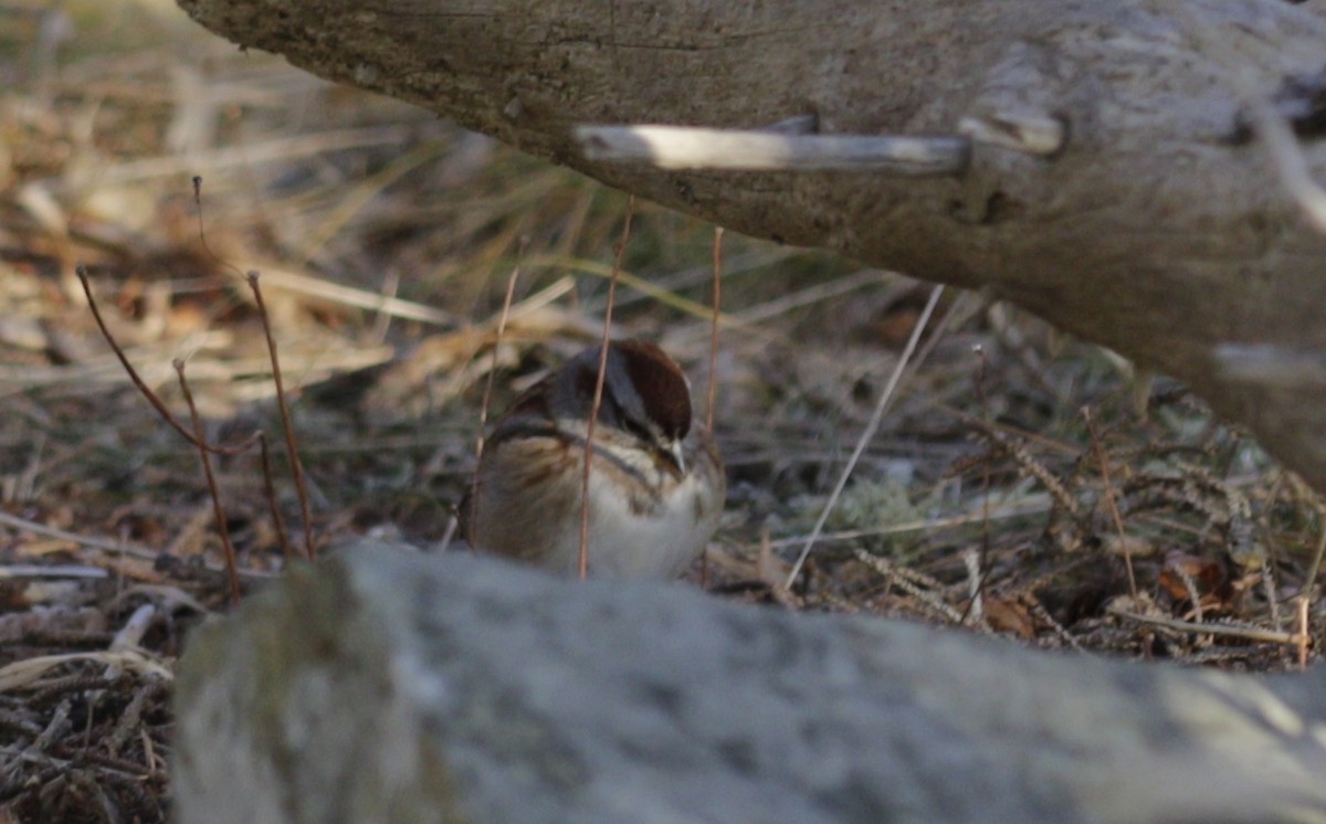Chingolo Arbóreo - ML646419883