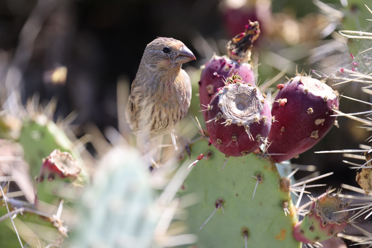 Camachuelo Mexicano - ML646419885
