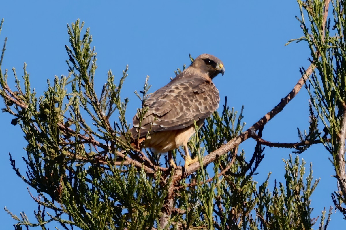 Busardo Colirrojo - ML646419886