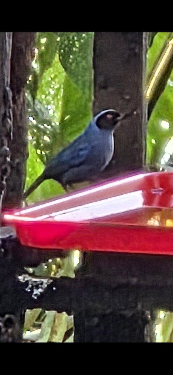 Pinchaflor Enmascarado - ML646419887