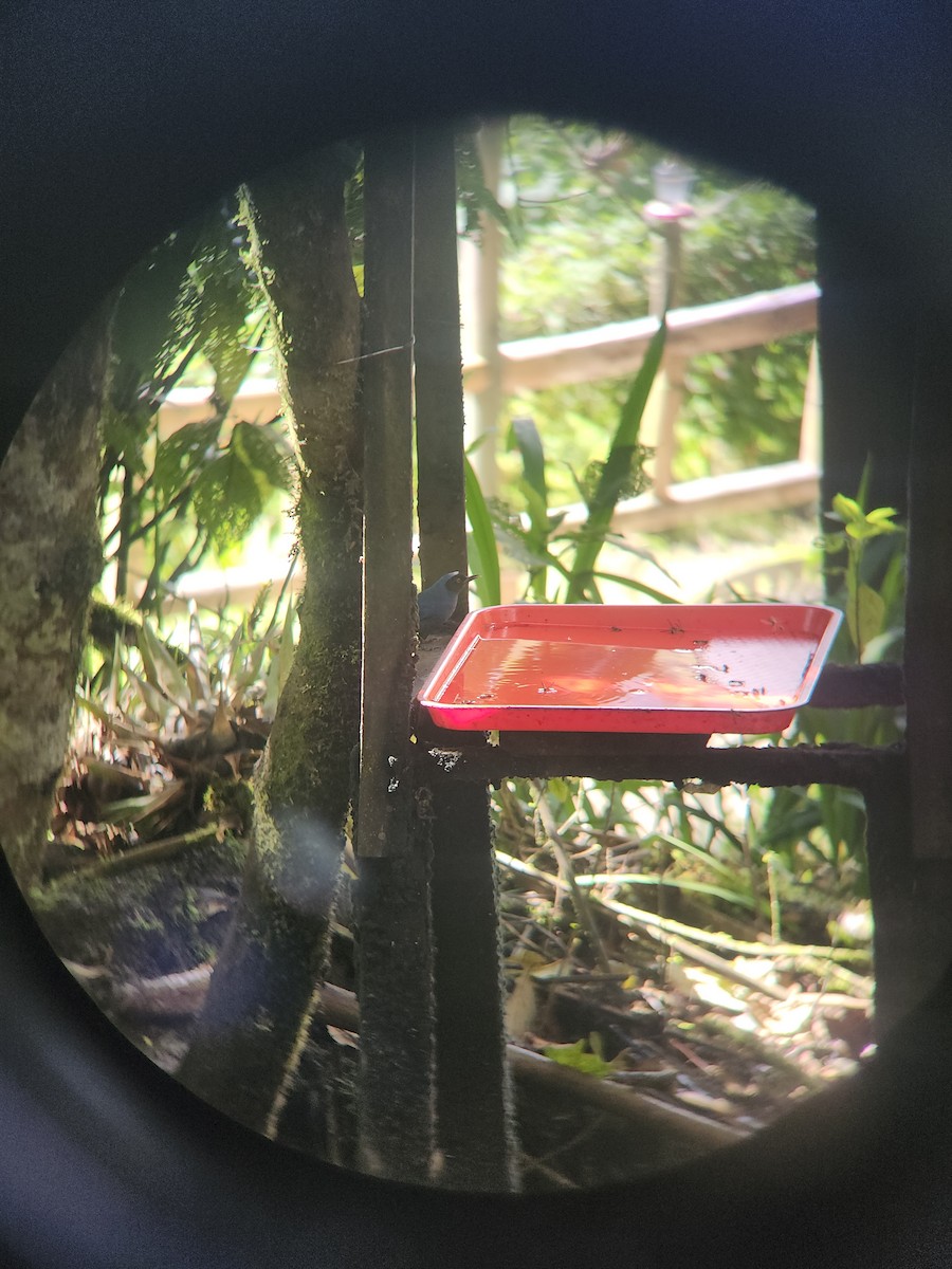 Pinchaflor Enmascarado - ML646419888