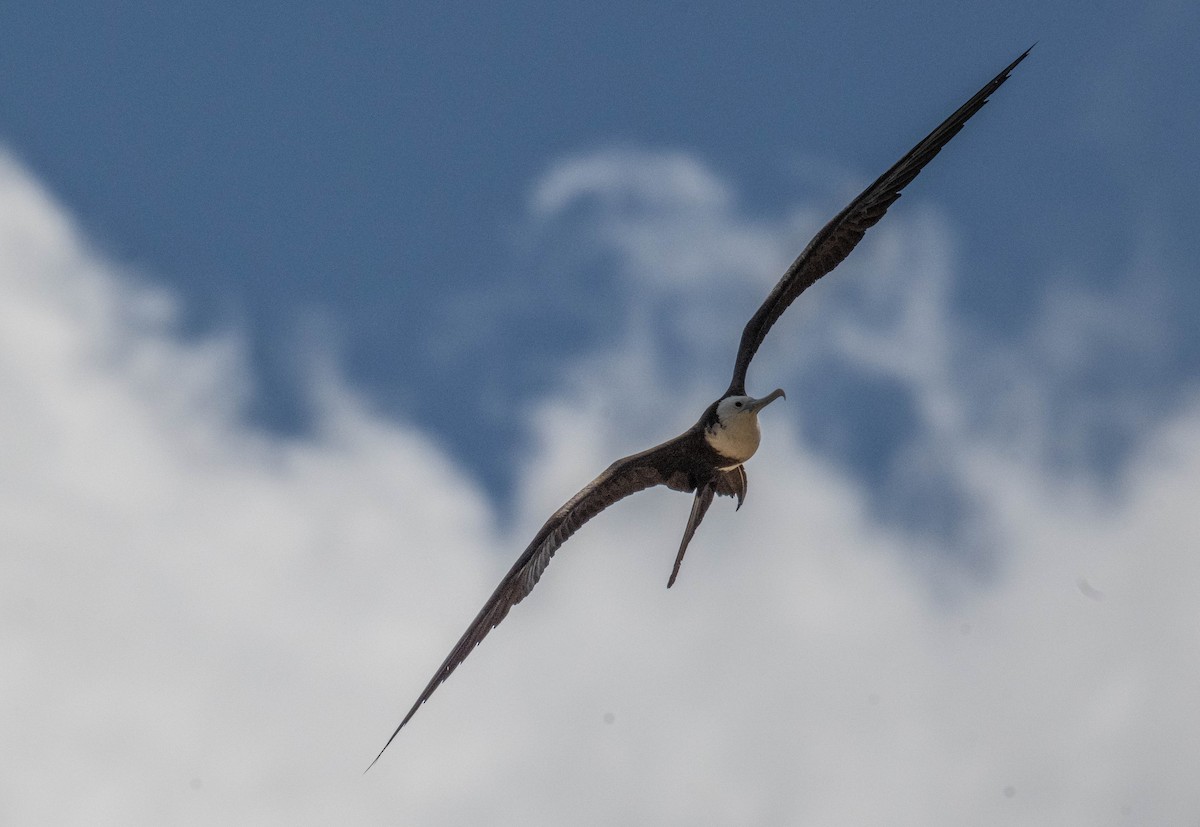 Rabihorcado Magnífico - ML646419889