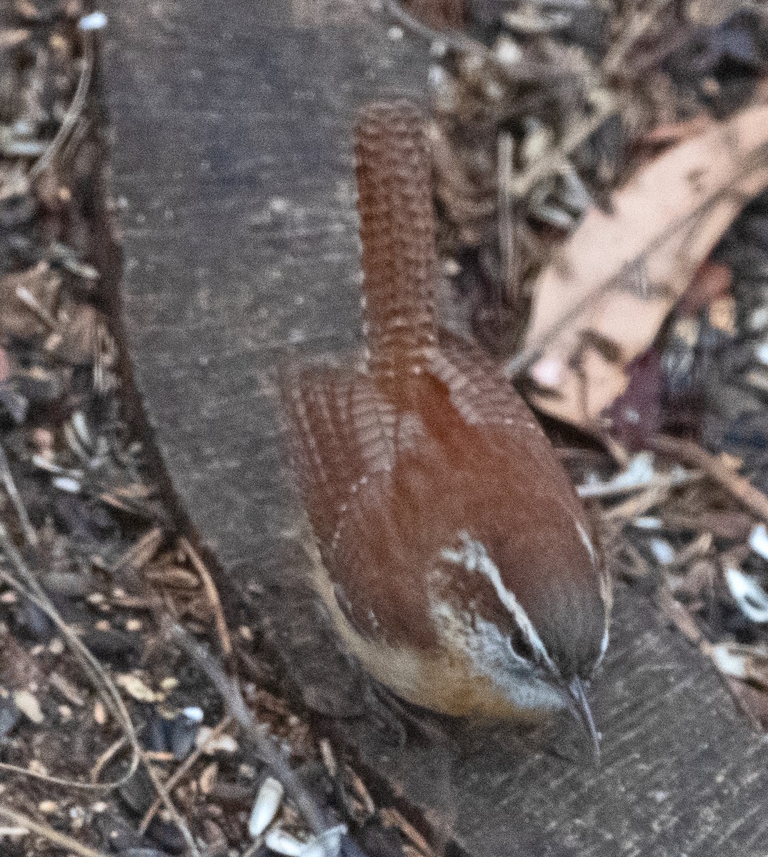 Cucarachero de Carolina - ML646419890